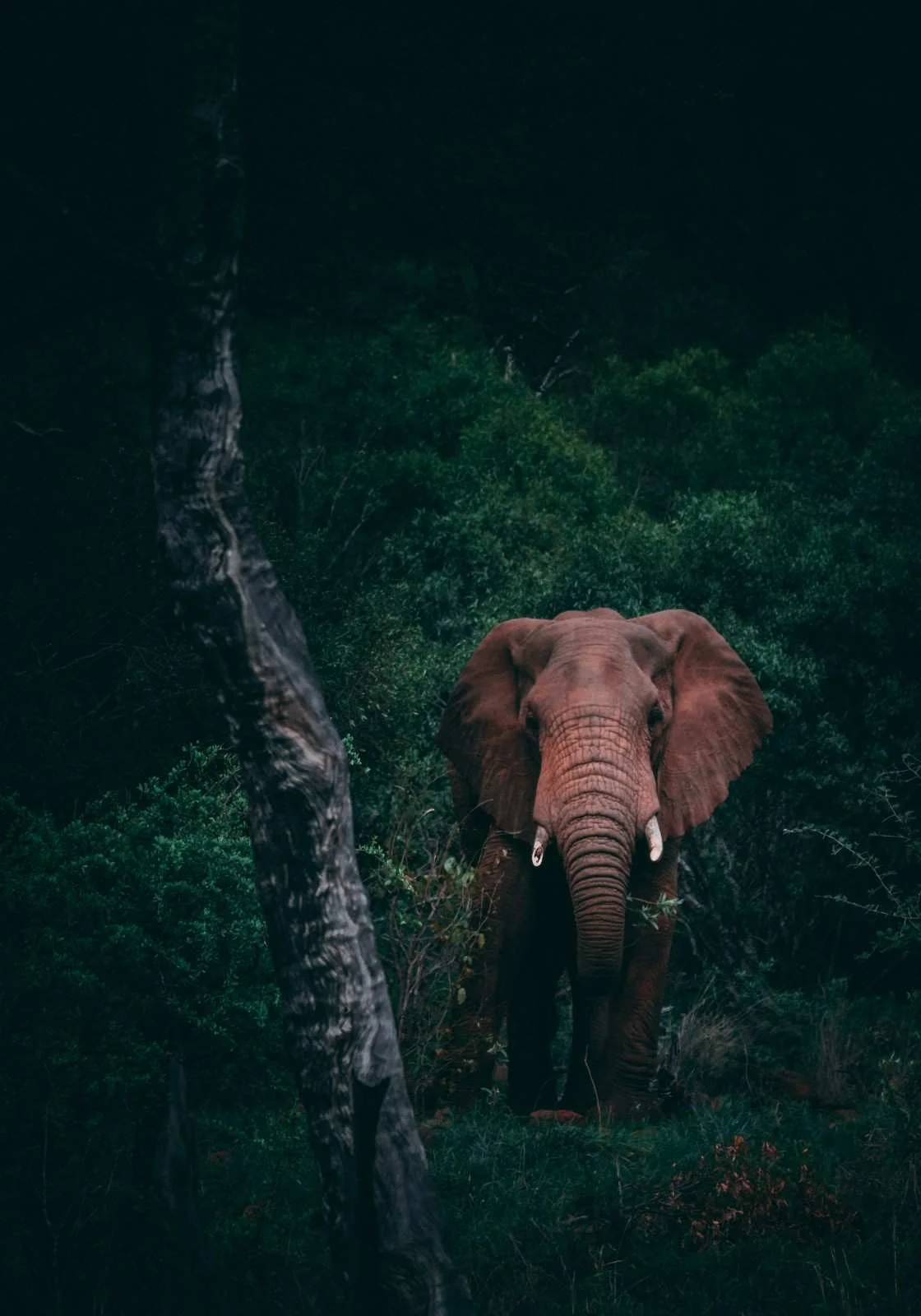 Large herd of Sri Lankan elephants near the reservoir in Udawalawe National Park