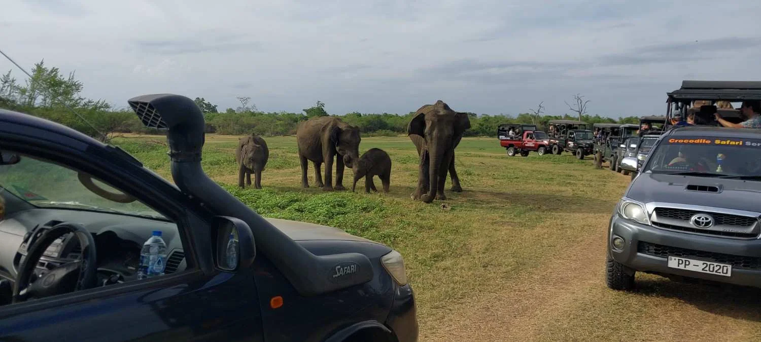 The Ultimate Guide: How to Get to Udawalawe from Ella, Mirissa, and Colombo (2026)