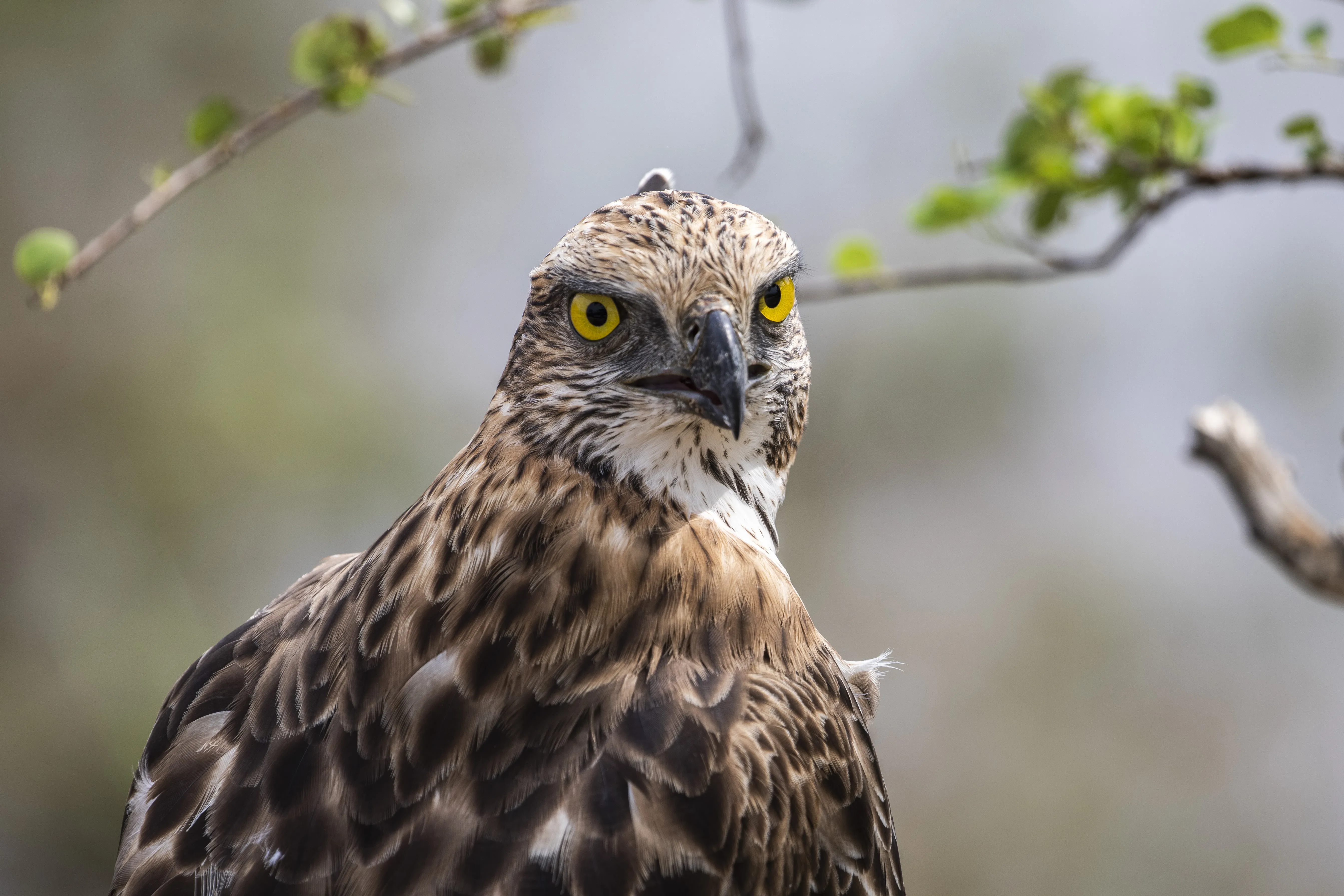 Bird Watching in Udawalawe National Park: The Best Destination in Sri Lanka