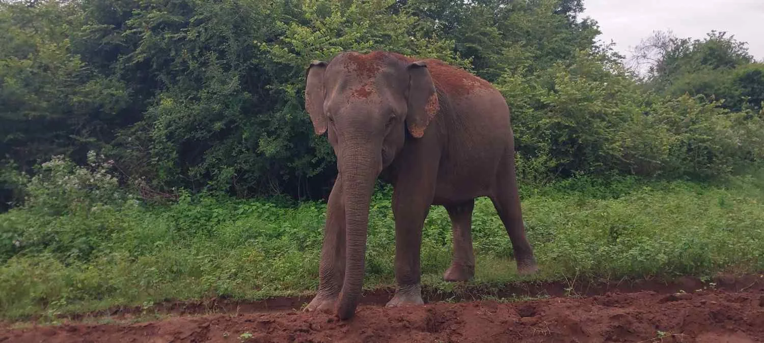 Majestic wild Sri Lankan elephants in Udawalawe National Park habitat