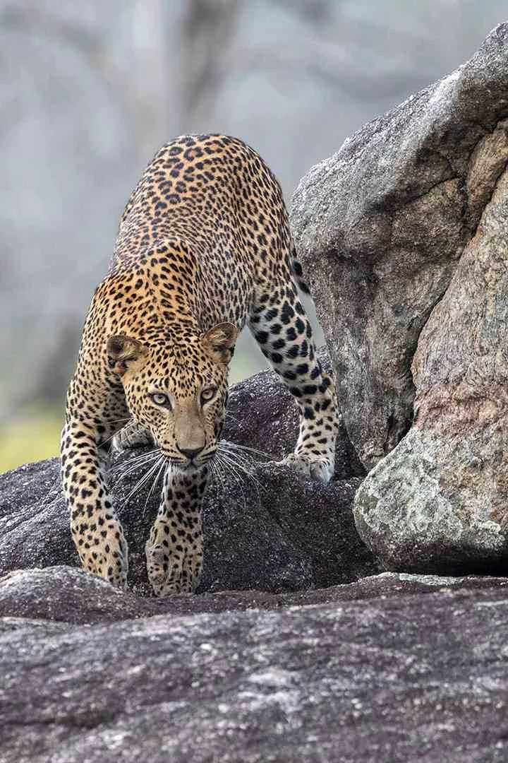 Elusive Sri Lankan leopard spotted during Udawalawe jeep safari