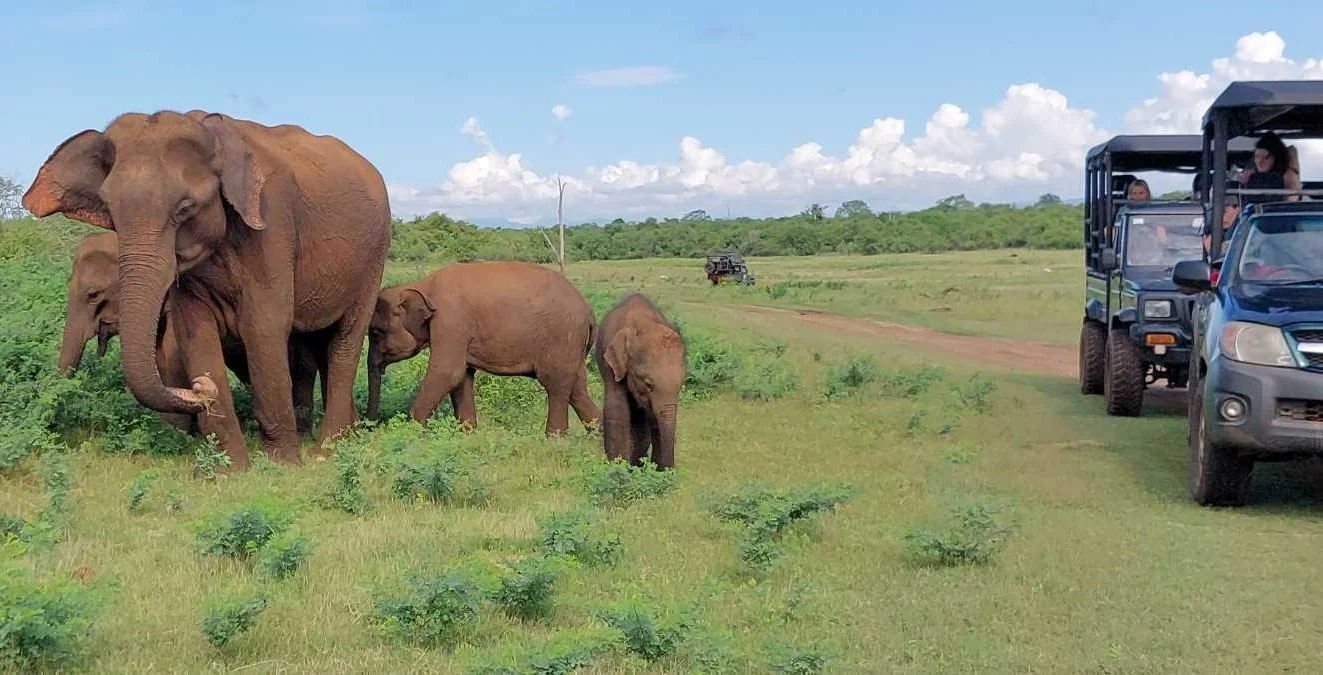 Udawalawe Wildlife Blog